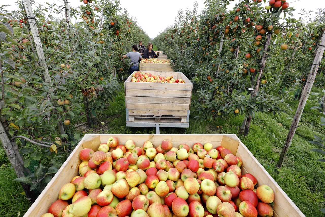 Pluk van appels op archiefbeeld. Foto: Jan Zandee