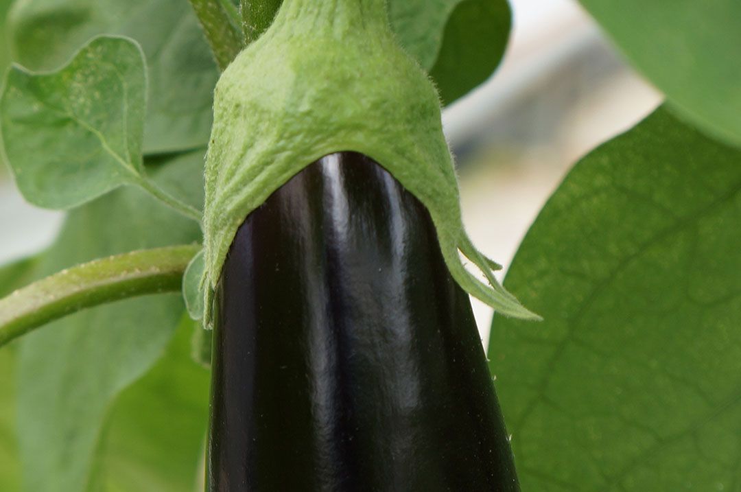 Prijs van aubergine onder druk nadat Spanje volledige markt overneemt. Foto: Gerard Boonekamp