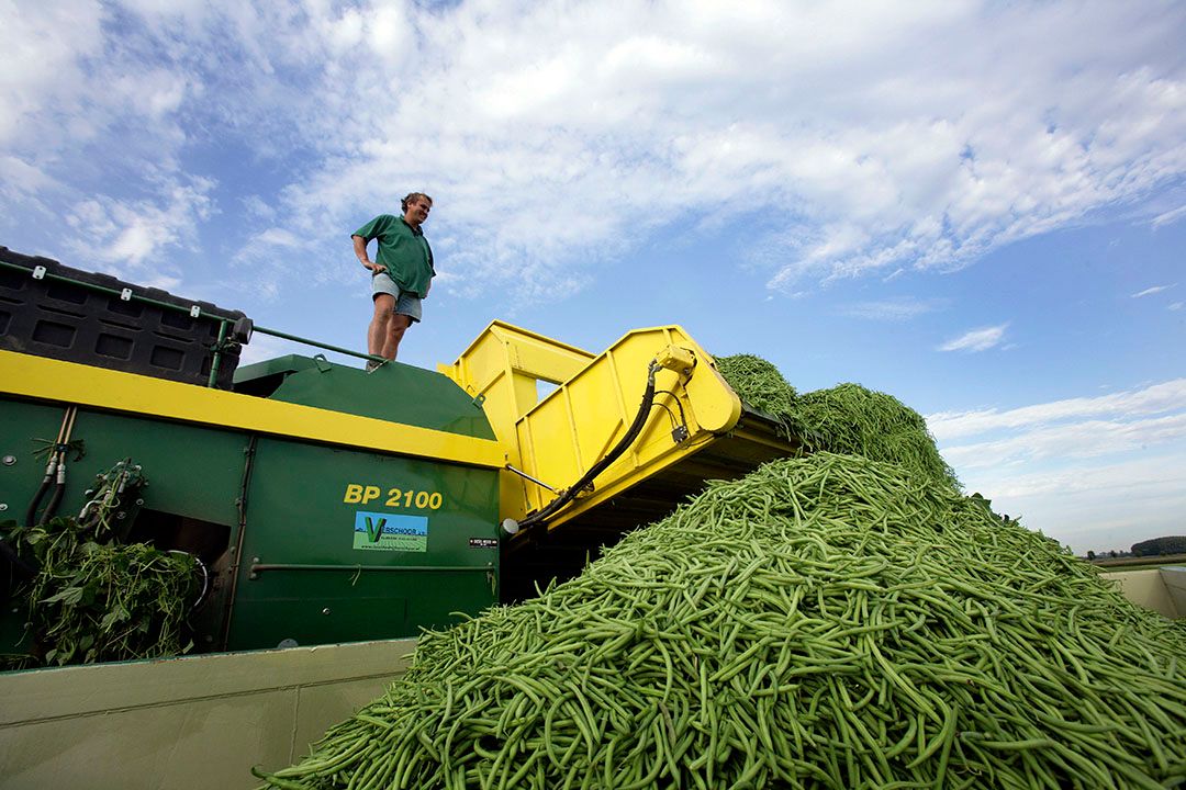 Oogst van sperziebonen. - Foto: Henk Riswick