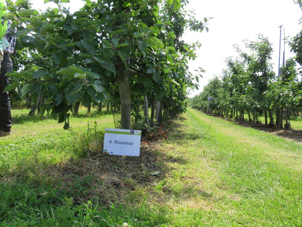 Onkruidbestrijdingsproef met glyfosaat in de zwartstrook van appelboomgaard.