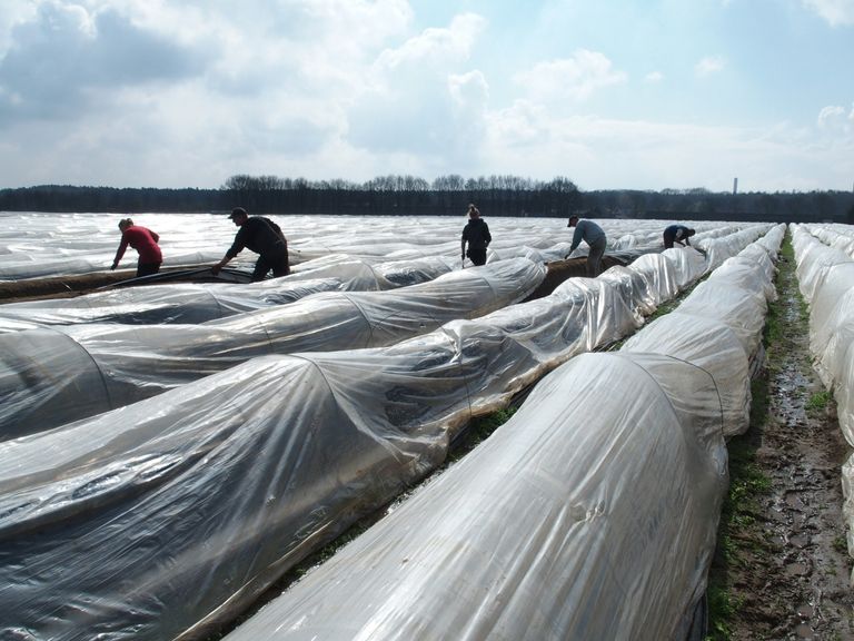 Vrijwel geen illegalen meer, wel veel overtredingen van de Arbeidstijndenwet in de aspergeoogst - Foto: Stan Verstegen