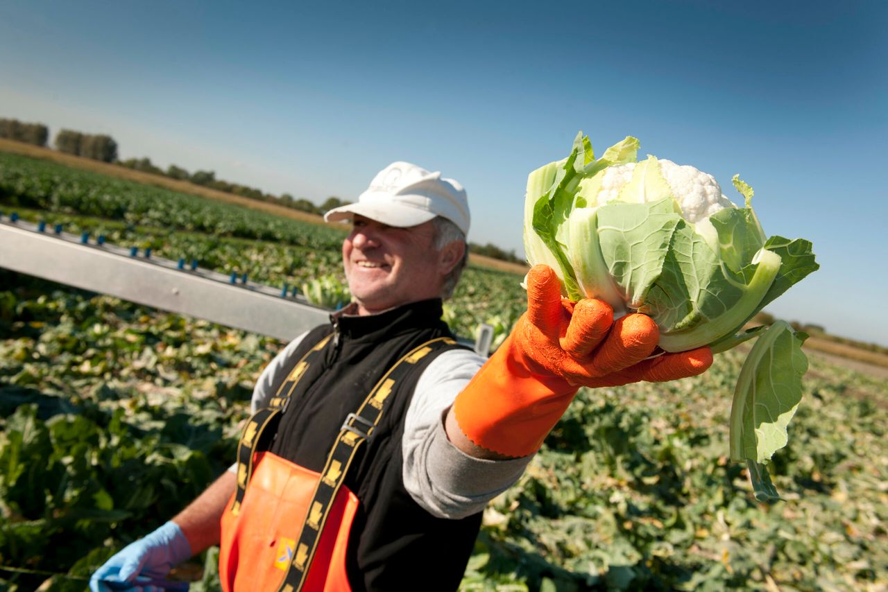 Bloemkool hakken in het zonnetje, wie raakt daar nou gestresst van? - foto: Mark Pasveer
