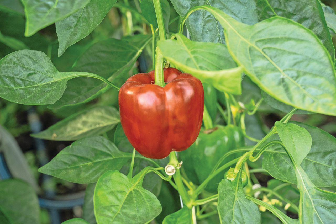 Het areaal paprika neemt toe. Zeker bij paprika is de uitbreiding grotendeels zichtbaar op één locatie in Luttelgeest. Foto: Bram Becks Fotografie