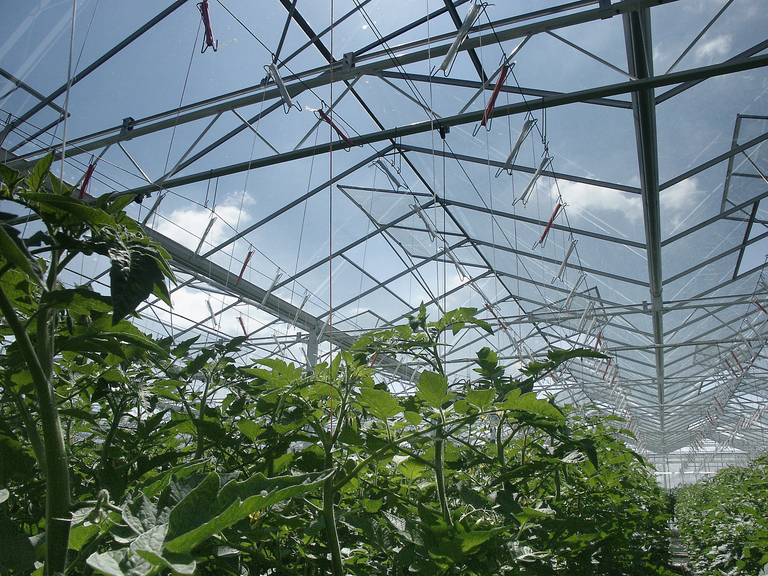 Hitte kost productie bij tomaten