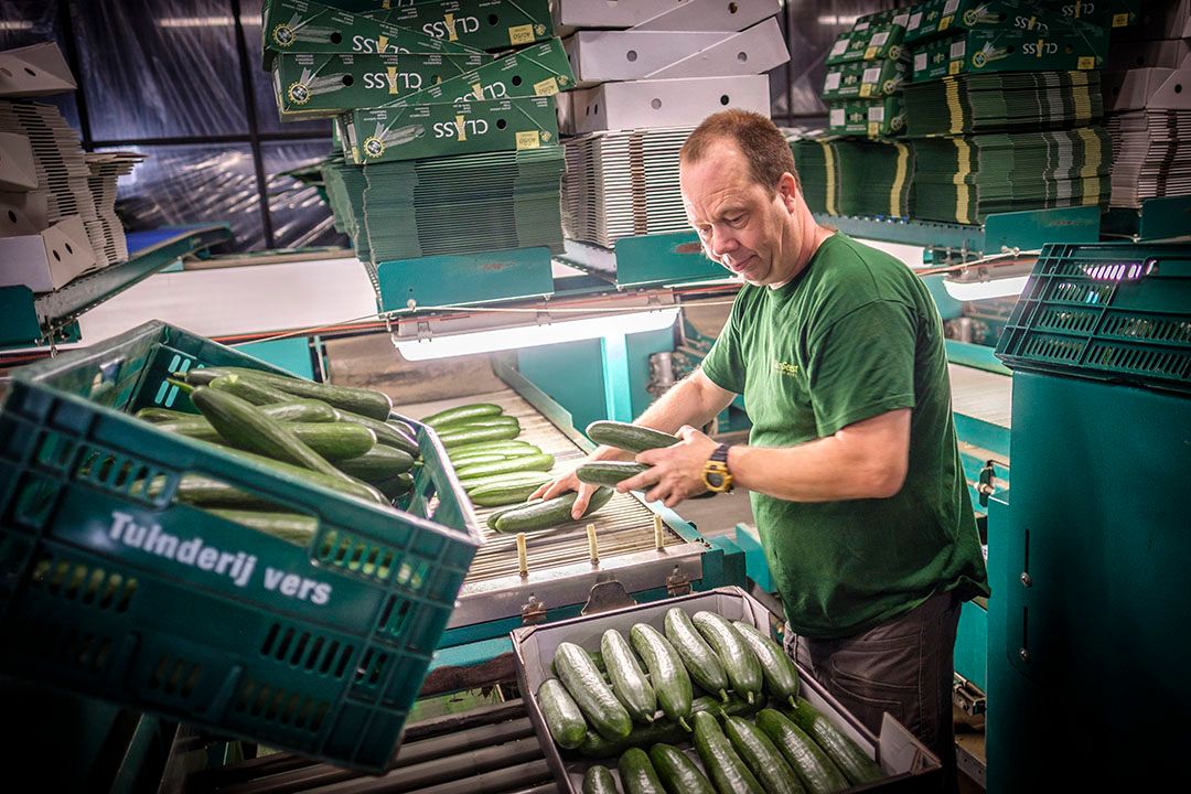 De teler krijgt zelden hogere prijzen als hij hogere kosten heeft, wel als er overduidelijk schaarste in de markt is. - Foto: Roel Dijkstra / Joep van der Pal