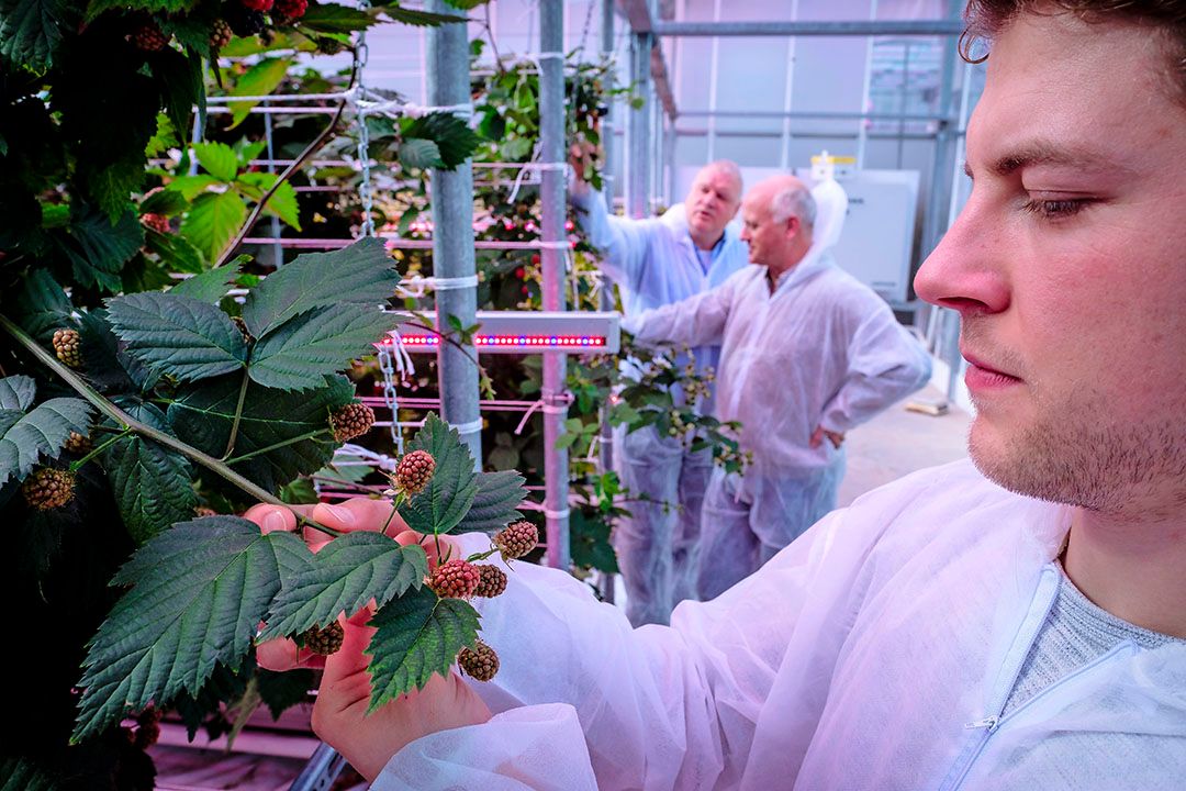 Veel van het onderzoek gebeurt bij WUR, maar ook partijen als Delphy (foto) en Vertify voeren strategisch onderzoek uit. - Foto: Roel Dijkstra