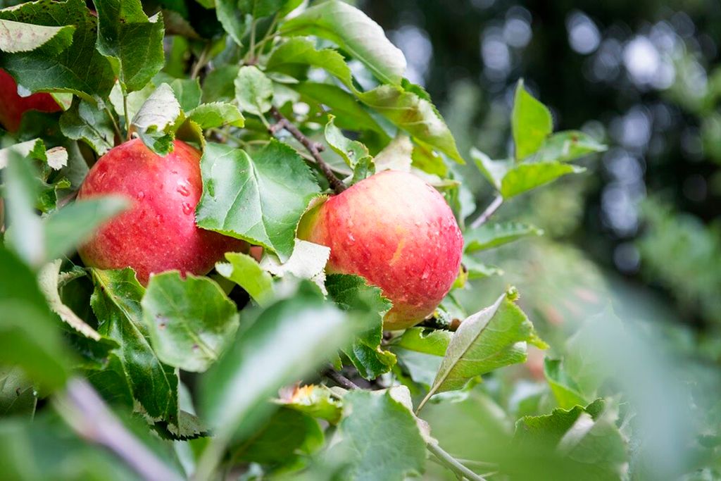 Biologische teler krijgt voorrang bij pacht appelperceel in Duitse deelstaat Baden-Württemberg. - Foto: ANP