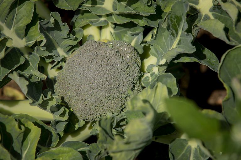 Duidelijkheid in rustgewassen kan worden gegeven door toewijzing van gewassen als broccoli, stelt SGP. - Foto Koos Groenewold.