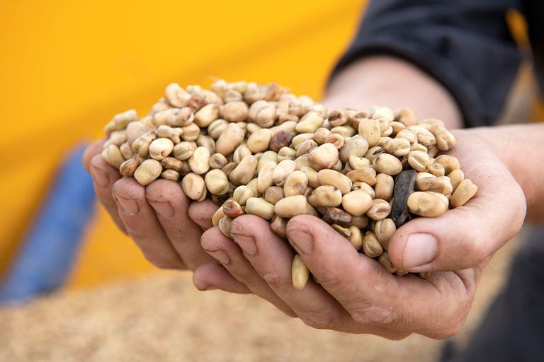 Meatless hield zich onder andere bezig, samen met CZAV, MFH Pulses en ZLTO, met het opzetten van een regionale veldbonenketen. Foto: Mark Pasveer