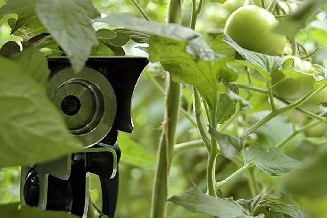 Foto: Groenten & Fruit