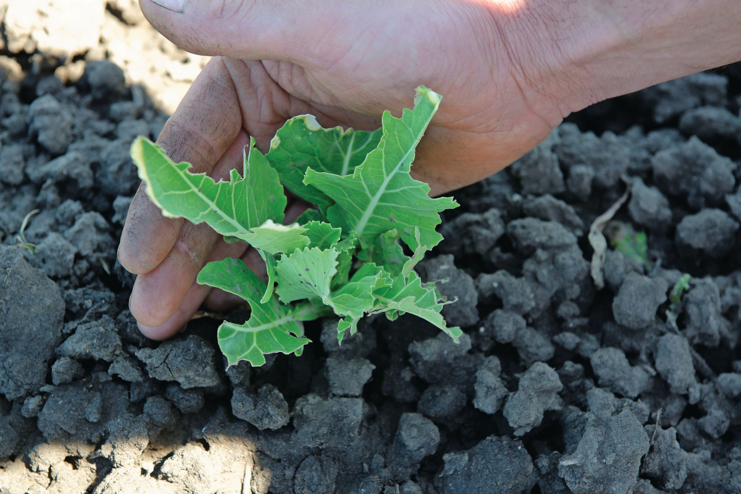 Houtduivenschade aan bloemkoolplantje bij teler Jack Weel. – Foto: Lex Salverda