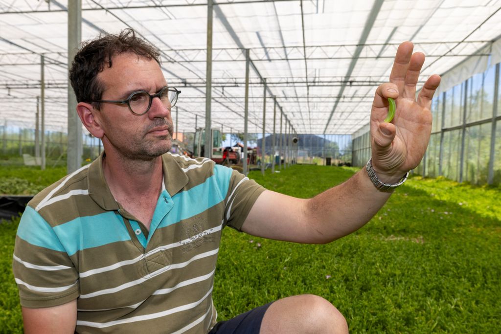 De zeebanaan heeft wel het hart van teler Bil gestolen. Foto: Peter Roek