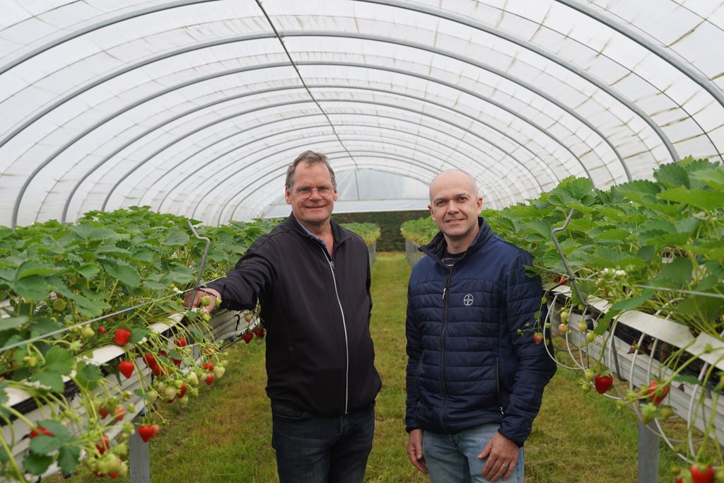 Rob Wessels (links) is Manager Research & Development bij Bakker Barendrecht (de exclusieve leverancier van groente en fruit voor Albert Heijn). Ook is Wessels lid van het expertteam zomerfruit (o.a. aardbeien) dat strategische plannen voor maakt deze teeltgroep. Stefan van Heist (rechts) is Crop Advisor Vollegrondsgroente en Aardbeien Bij Bayer. – Foto’s: Bayer Cropscience