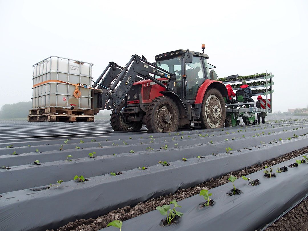 Fedele bekerplantmachine om bataat te planten - Foto: Stan Verstegen