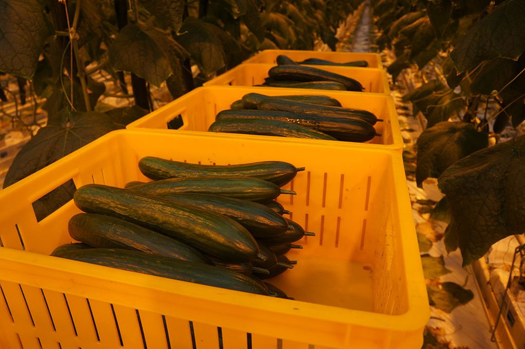 Belichte komkommers in oogstkratten. - Foto: Gerard Boonekamp