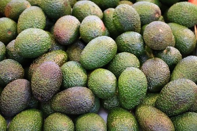 De avocado wint de laatste jaren aan terrein. Foto: Canva