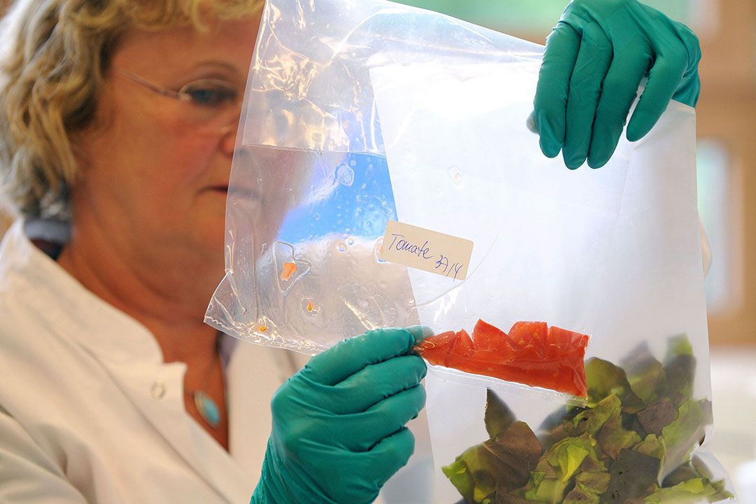 Laborant onderzoekt tomaat en sla op risico's voor de voedselveiligheid.- Foto: ANP