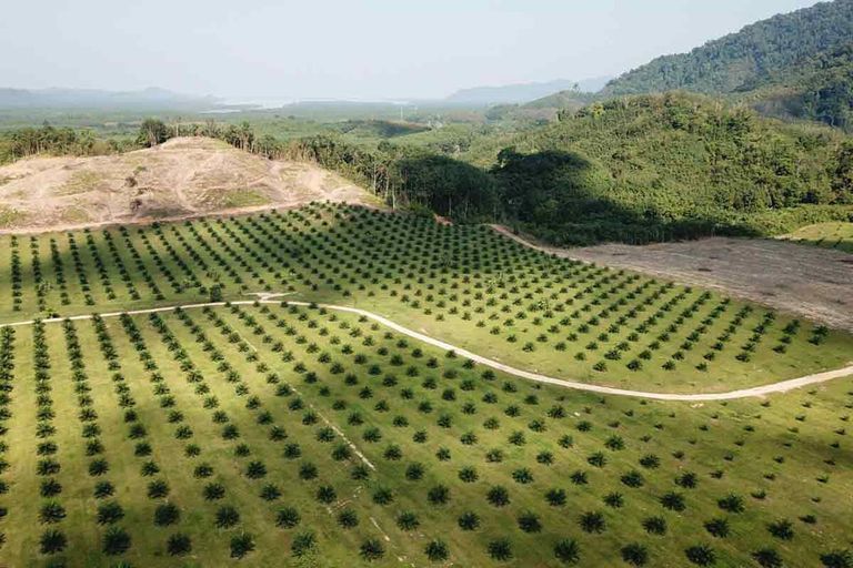 Palmolieteelt. Bedrijven die hun producten in de EU willen verkopen, moeten straks verklaren dat de bestanddelen ervan niet bijdragen aan ontbossing. - Foto: Canva/richcarey
