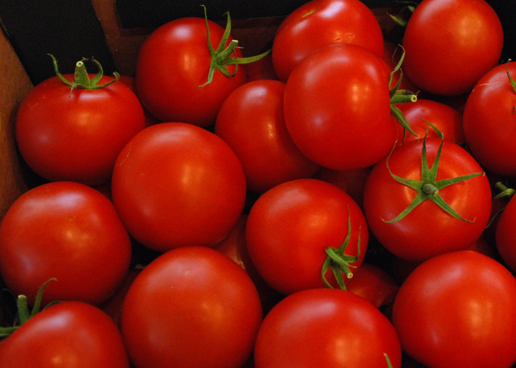 Nieuwe tomaat die rijp weken lang stevig blijft