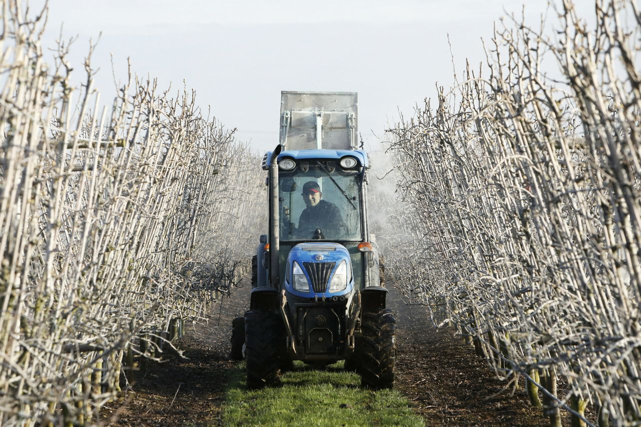Modder spuiten in de fruitteelt als preventieve gewasbescherming. Foto: Vidiphoto