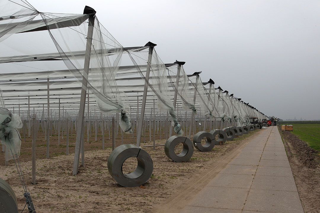 Archiefbeeld van fruitteelt onder kappen. - Foto: Peter Roek