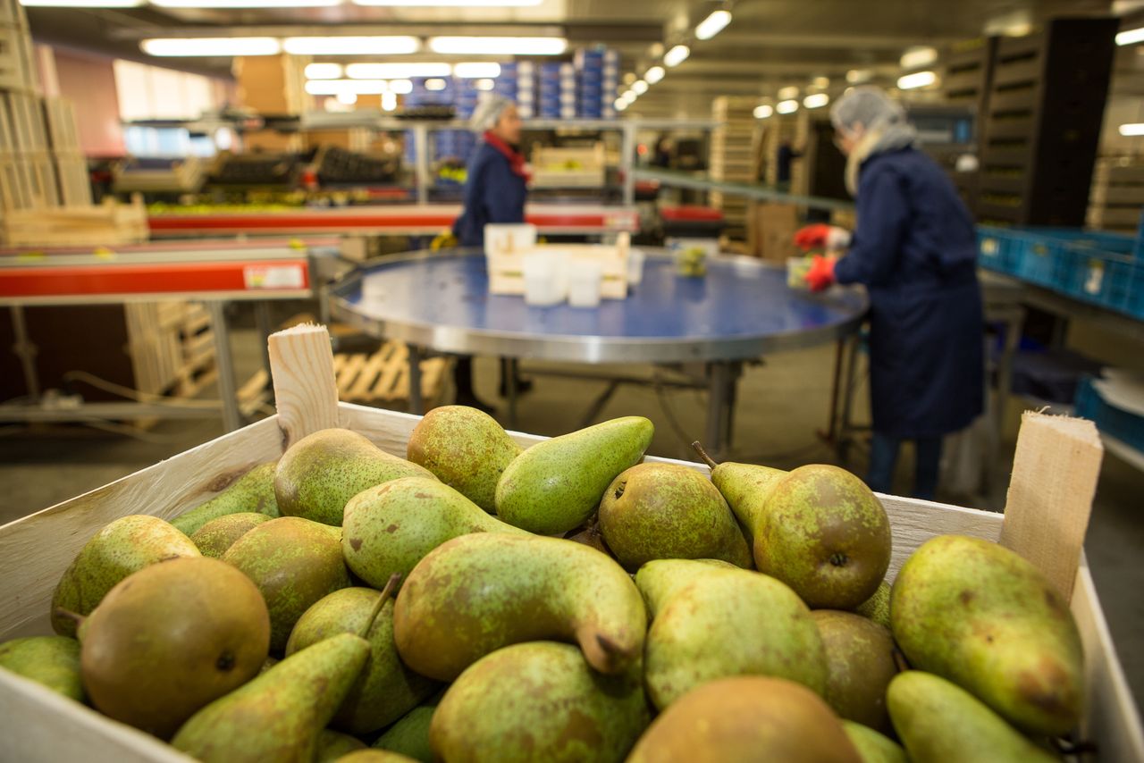 Over drie weken wordt de Nederlandse prognose van de perenoogst pas opgesteld. Foto: Peter Roek