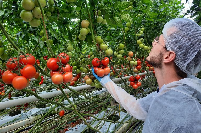 BASF Nunhems midden trostomaat Sunvine 2.0. Trostomaat (grof, midden en fijn) is het belangrijkste tomatensegment met een areaal van ruim 900 hectare in de Benelux. Foto: Harry Stijger