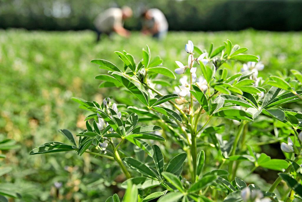 Lupine. De overheid zet in op de teelt van eiwitrijke gewassen zoals lupine. - Foto: Michel Zoeter