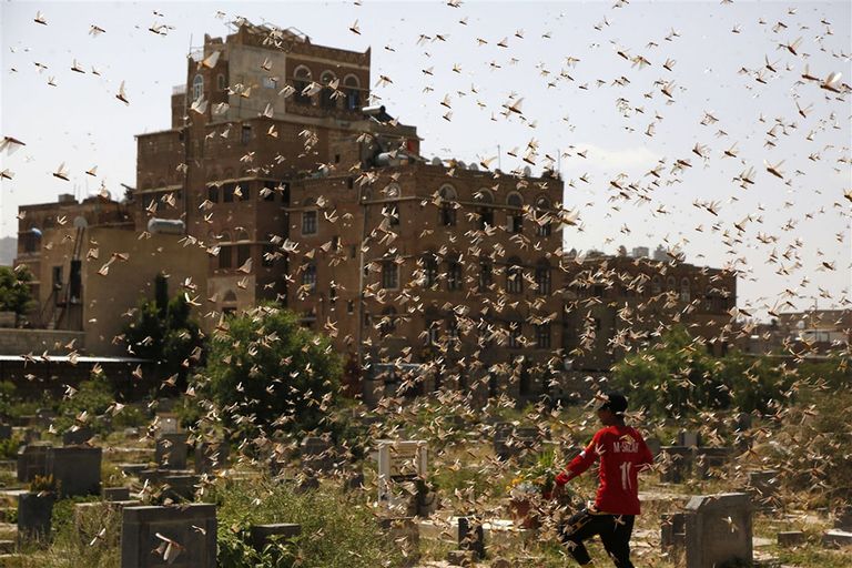 Dit jaar zijn er ongewoon hevige sprinkhanenplagen, zoals op de foto in Jemen. Foto: ANP