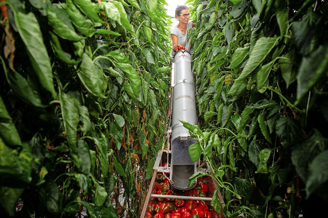 CBS ziet een brede daling van de arealen van diverse glasgroente. Paprika krimpt het meest. - Foto: Peter Roek.