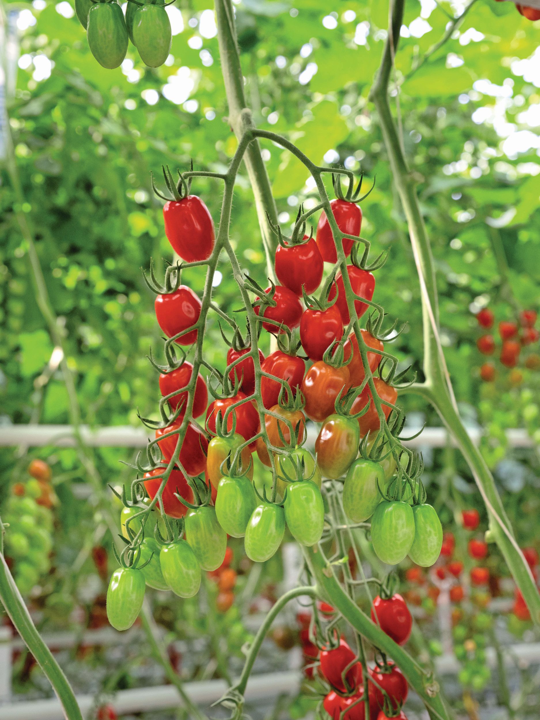 Nieuw bij Syngenta is het ras Prodelle (TIAM23-5003), een zeer productieve, dieprode en smakelijke snoeptomaat. Foto: Syngenta