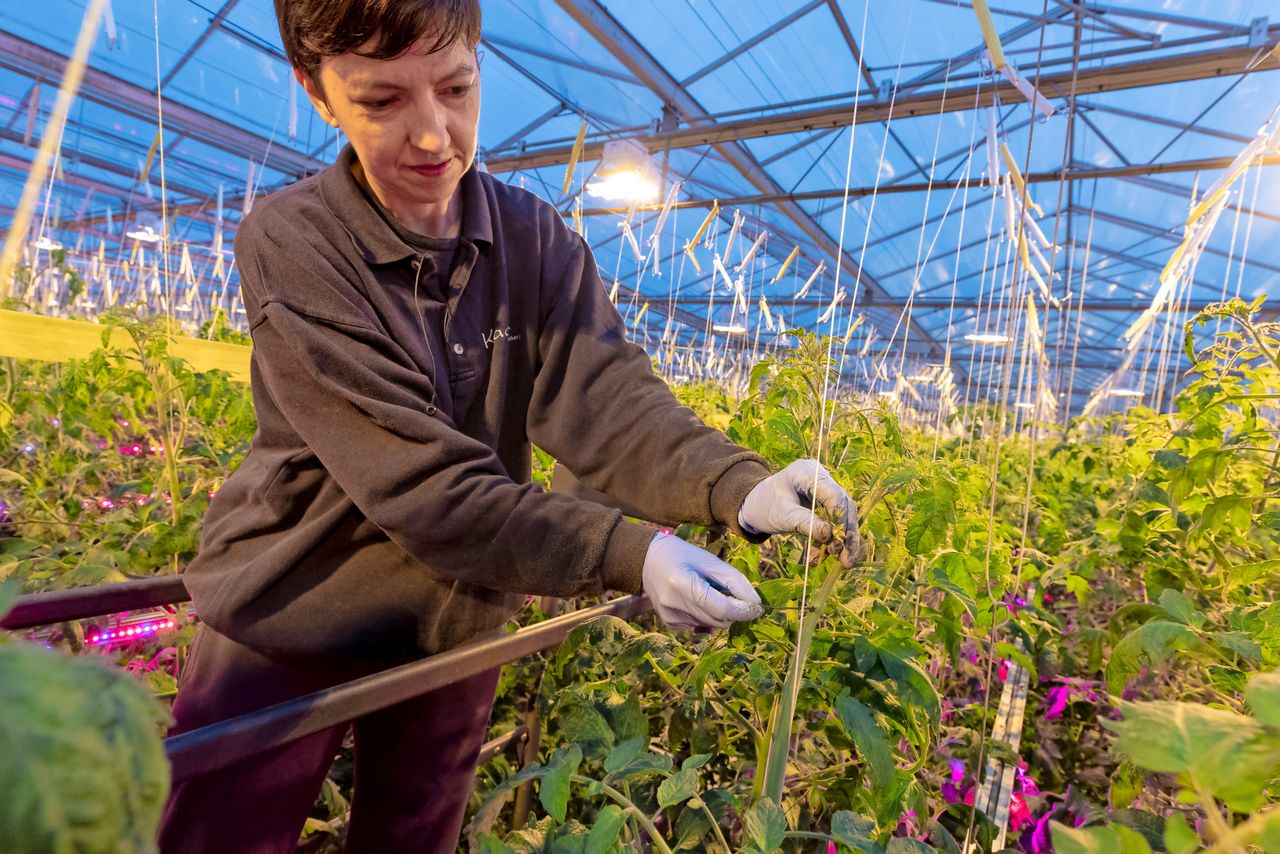 6% ziet een baan in de tuinbouw zeker zitten, 22% misschien. – Foto: Anne van der Woude