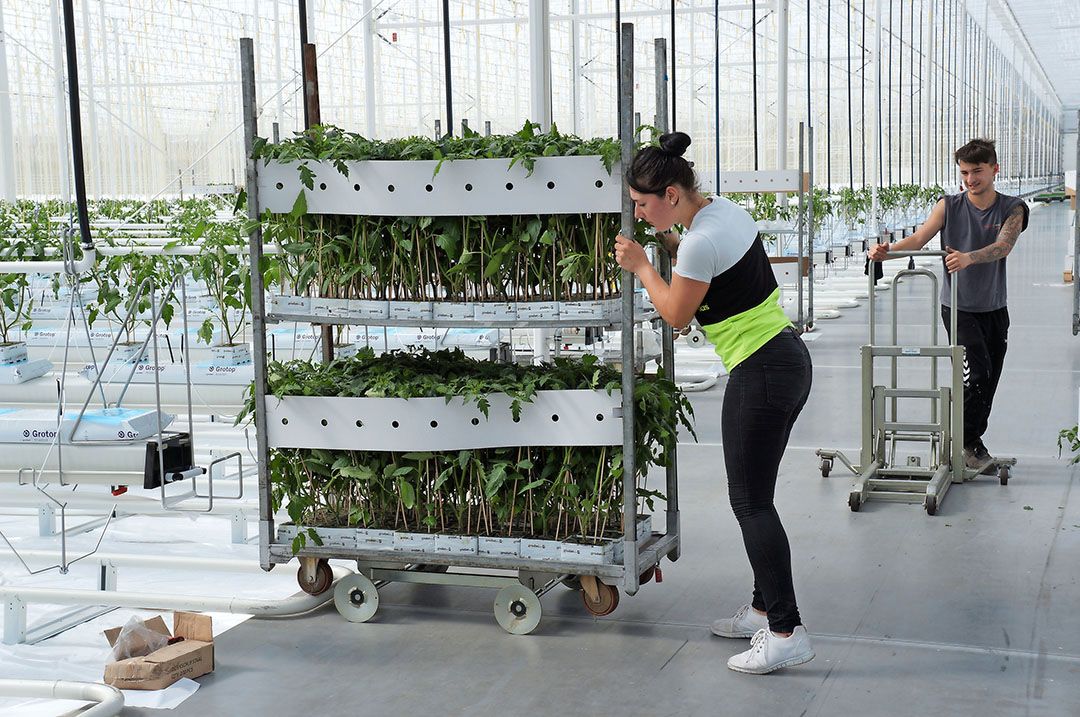 Half april 2017, bijna tien maanden later, is de eerste fase van de herbouwde kassen weer groen.