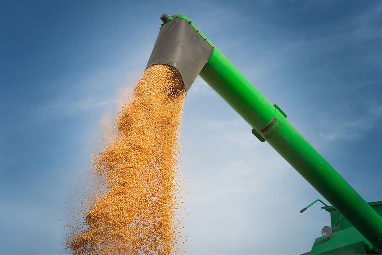Spanje mag voor zes maanden mais uit Argentinië binnenhalen onder aangepaste pesticide-limieten. Foto: Canva