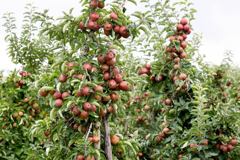 De Nederlandse Fruittelers Organisatie vreest dat een verbod op captan dramatische gevolgen zou hebben voor de oogst van appels en peren, aangezien captan beschermt tegen schurft en ziektes tijdens de fruitopslag. – Foto: Herbert Wiggerman