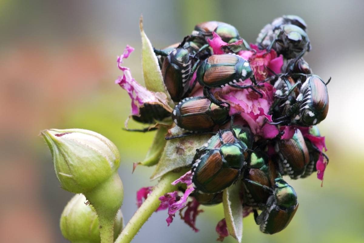 De Japanse kever is volgens NVWA de grootste dreiging op gebied van plagen en plantenziekten. Foto: ANP