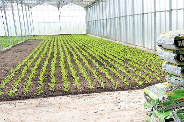 Kas met andijvie. De juridische beoordeling van de werkzame stof karanjin in de biologische landbouw roept vragen op. - Foto: Gerard Boonekamp