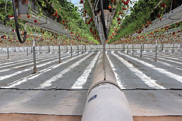 De eerste zorg voor telers is steun bij liquiditeitsproblemen via borgstelling. Dat is nog niet geregeld in de tuinbouwbrief. - Foto: Joost Stallen.