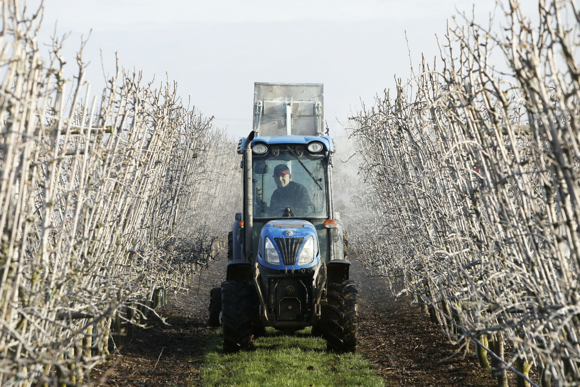 Modder spuiten in de fruitteelt als preventieve gewasbescherming. Foto: Vidiphoto