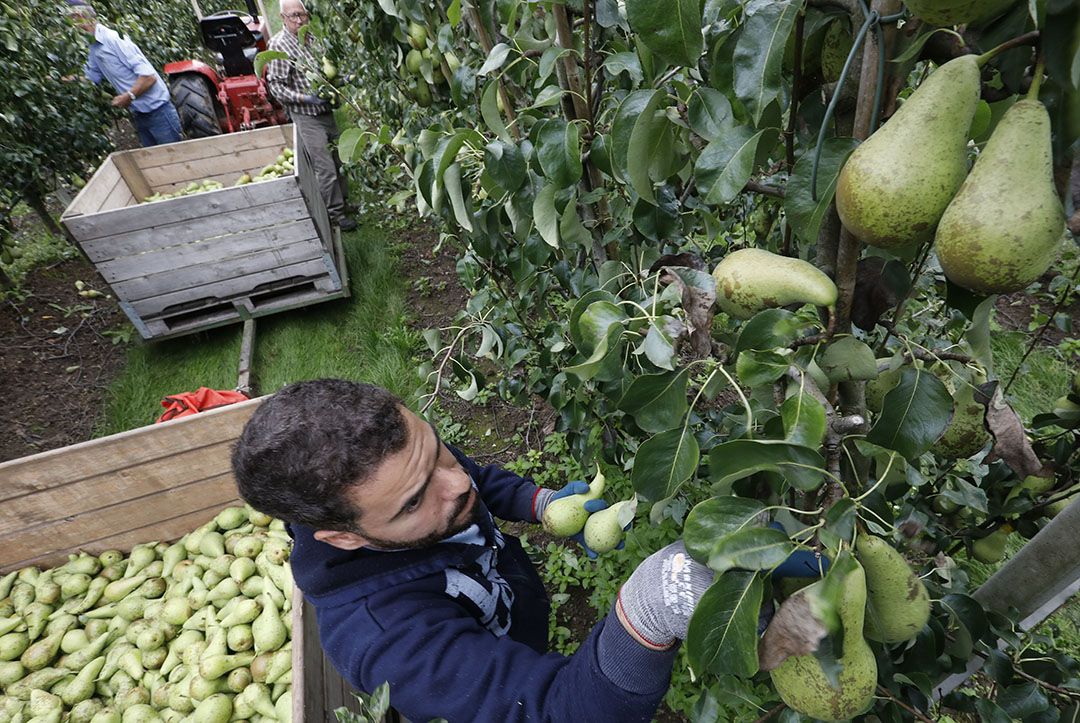 De Belgische Mededingingsautoriteit keek bij de overname van de veiling vooraal naar de effecten op de telers. - Foto ANP/Vidiphoto