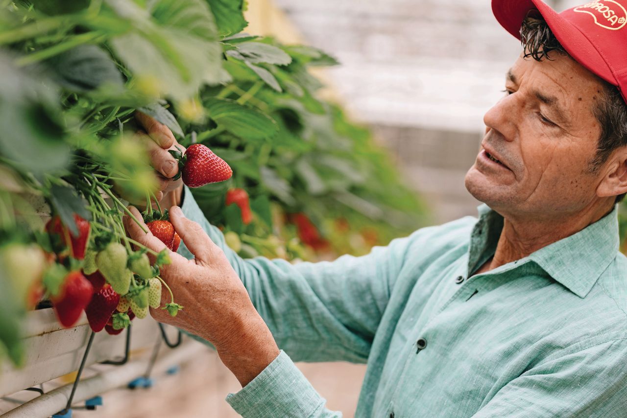Teler Jan van den Elzen is positief verrast door de uniforme groei van de aardbeien uit zaad. Foto: Fruitmasters
