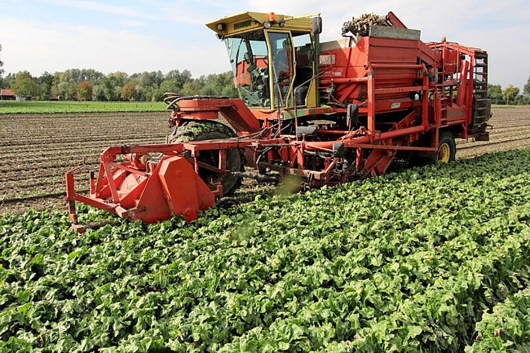 Witlof rooien. PPA NO BV gaat zich bezighouden met bemiddeling, teelt en op- en overslag van onder meer witlofwortelen.- Foto: Anton Dingemanse