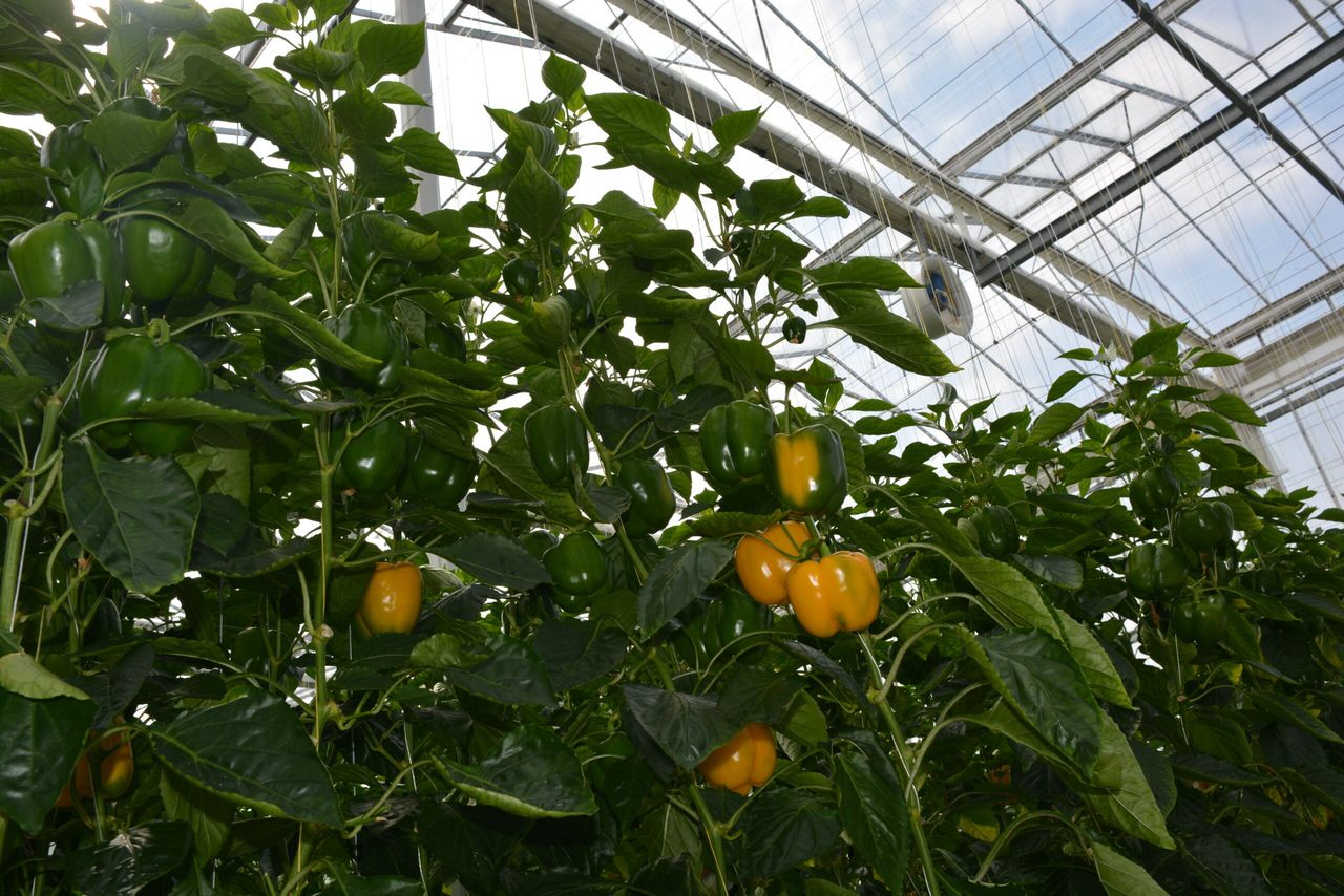 Aanscherping klimaatsturing paprika. - Foto: Peter Visser