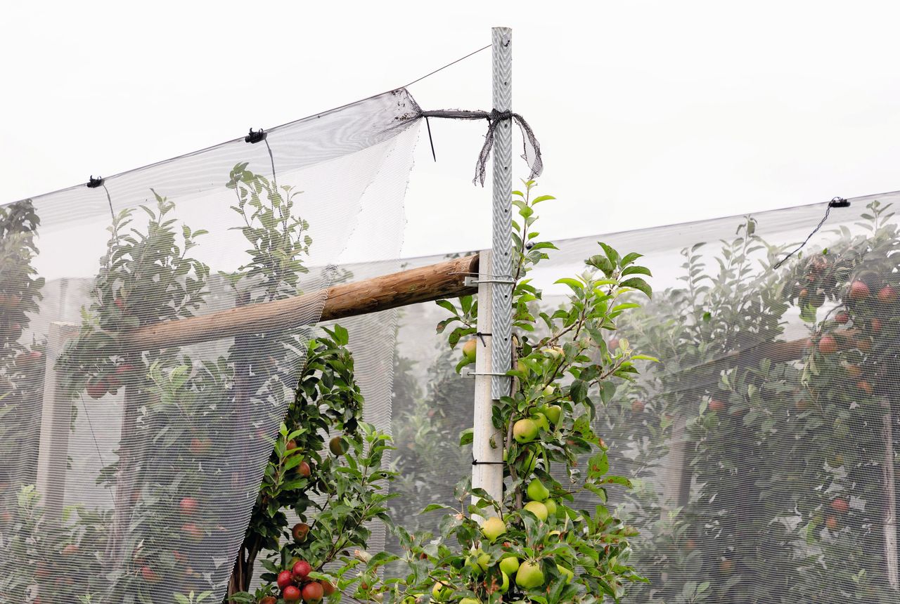 Foto: Herbert Wiggerman