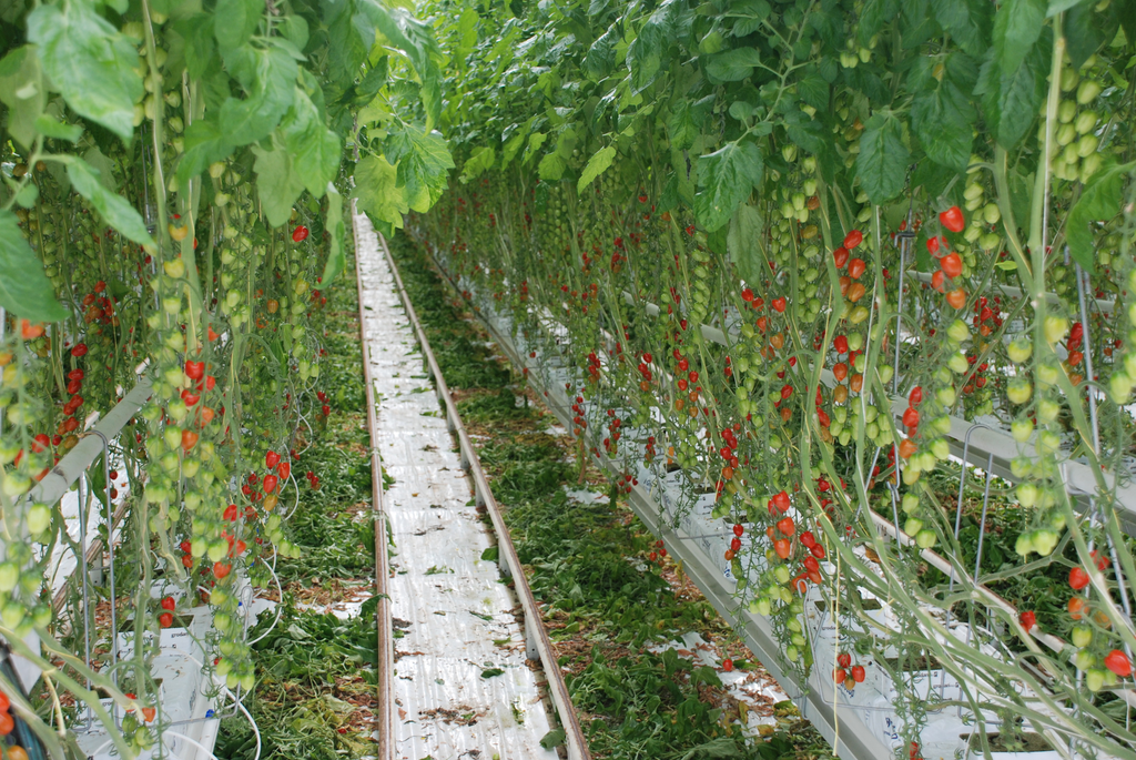 Marktupdate cherrytomaat: prijsdaling gestopt