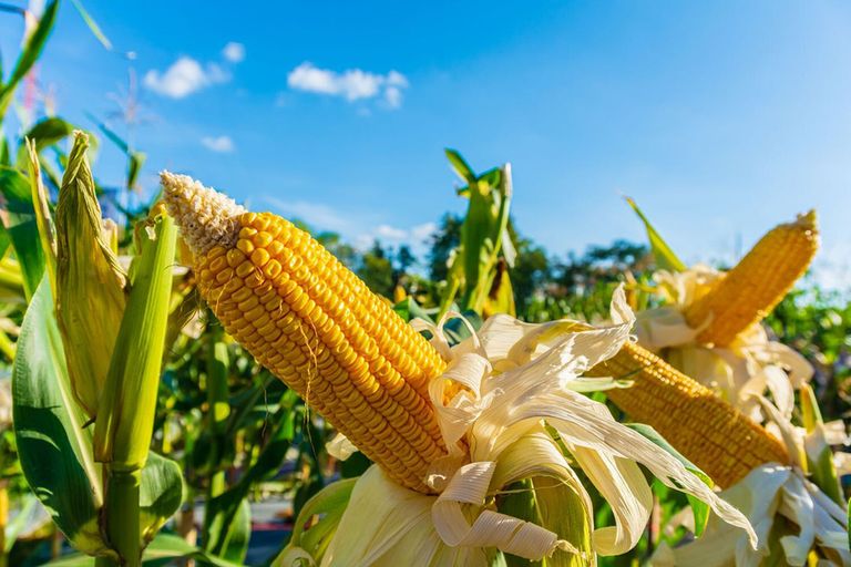 In vergelijking met vorig jaar levert mais een grotere oogst op, maar ten aanzien van het vijfjarig gemiddelde is het mager. Foto: Canva