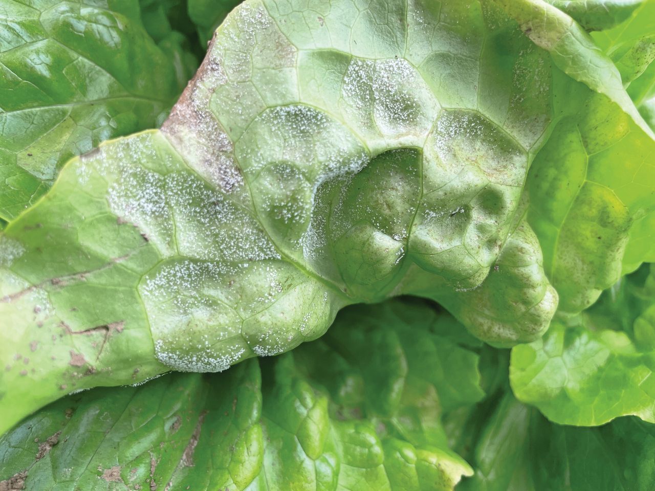 Foto’s: Bayer Cropscience