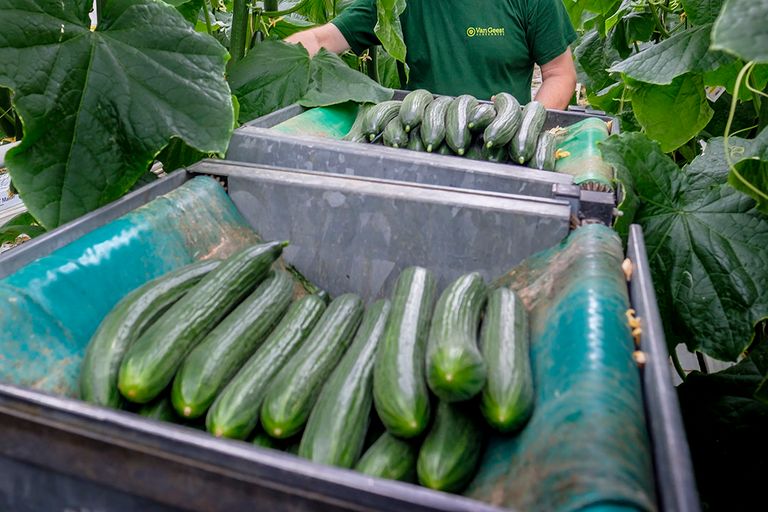 Oogst van komkommer. - Foto: Roel Dijkstra