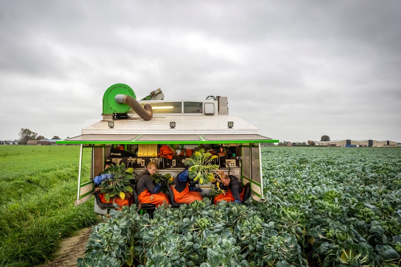 Telers van spruiten, bloemkool, broccoli, witlof, spinazie en andere opengrondsgroente delen veel uitdagingen met heel de agrosector, maar op een geheel eigen manier, aldus de VGO. Foto: Roel Dijkstra