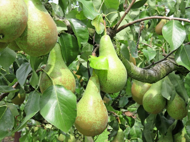 Markt: eerste veiling peren afwachtend